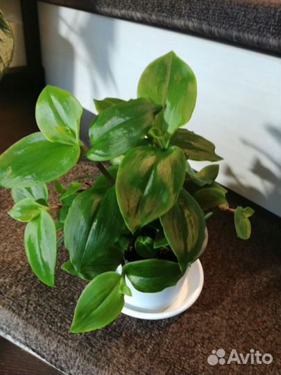 Традесканция