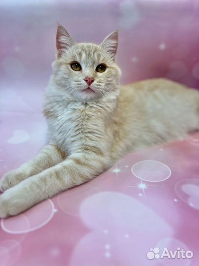 Котик подросток в добрые руки