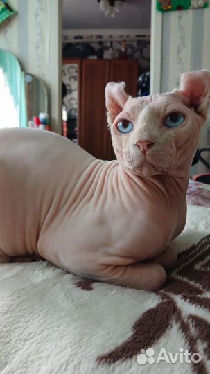 Канадский сфинкс эльф вязка