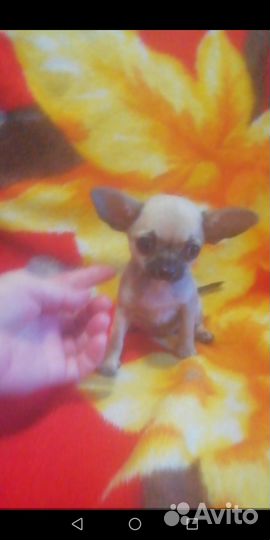 Малютка чишечка