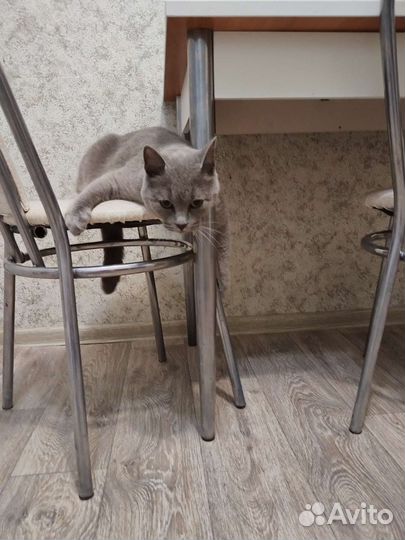 Котик наполовину британец