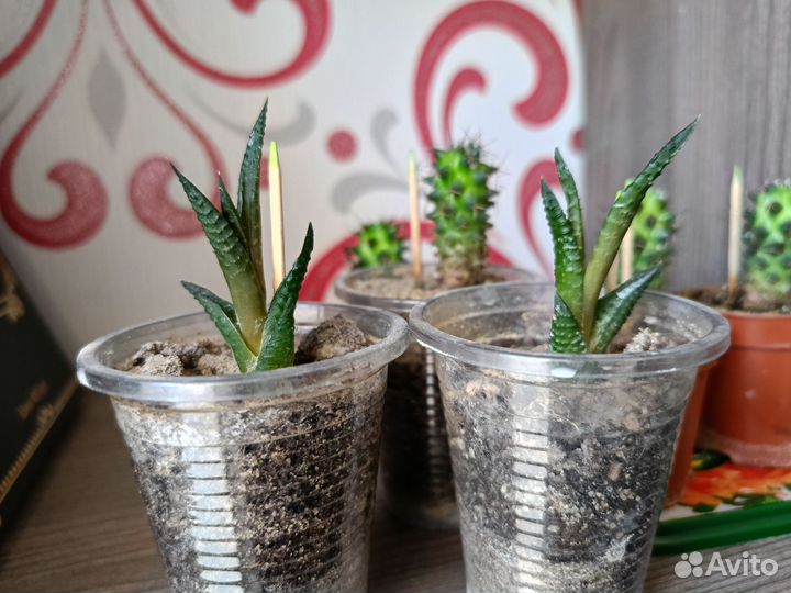 Кактусы и суккуленты