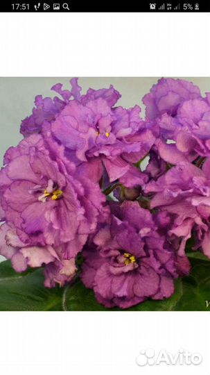 Сортовые фиалки