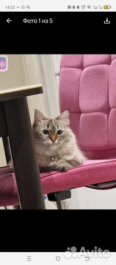 Невская маскарадная кошка