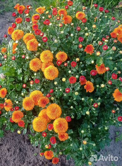 Хризантема