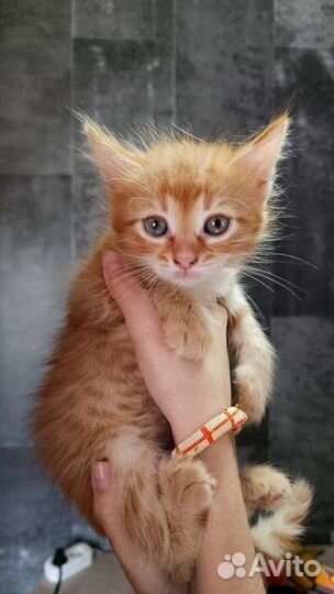 Кошка в дар