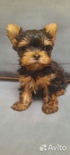 Йоркширский терьер