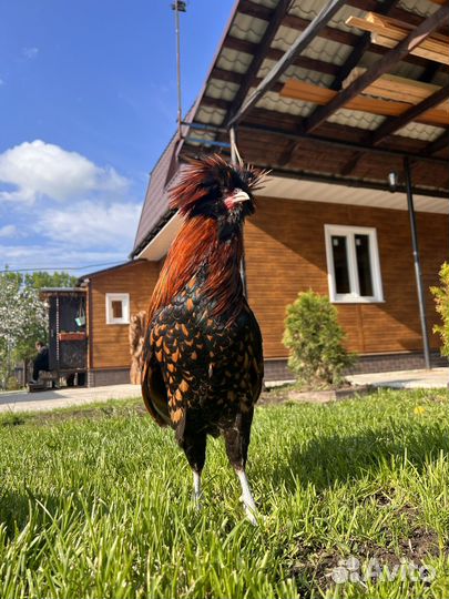 Куры Падуаны,Араукана