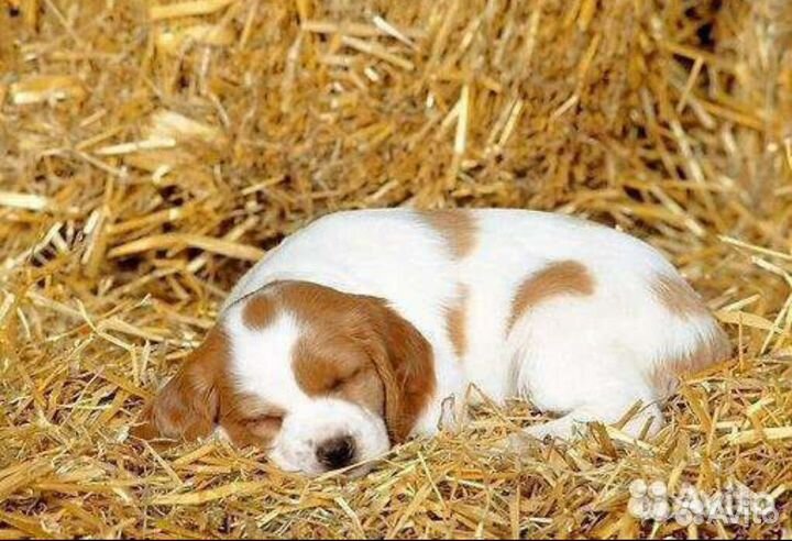 Продам сено в мешках