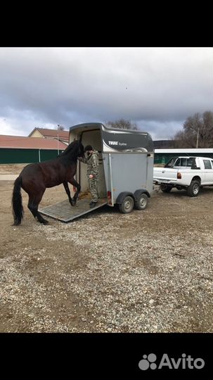 Перевозки лошадей