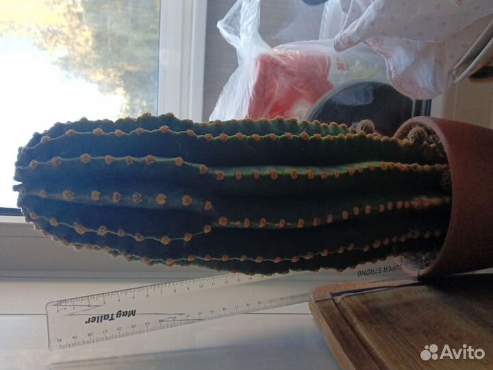 Большой кактус