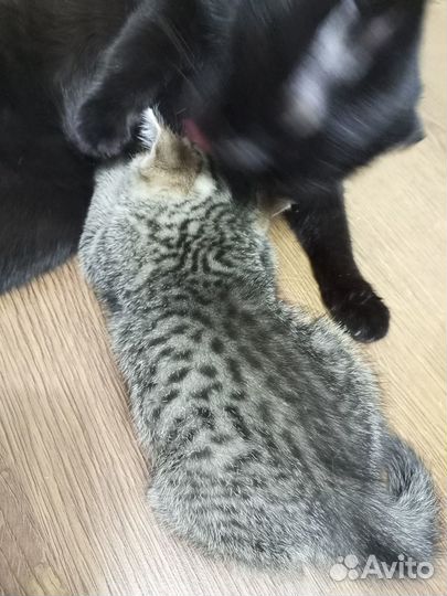 Продам котенка