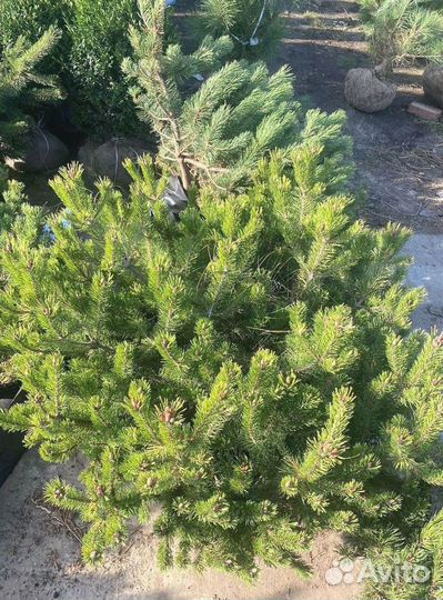 Горная сосна оптом С10 40-60 см