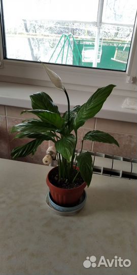 Цветок женское счастье