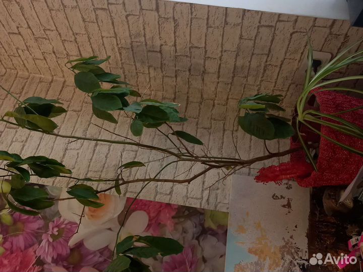 Комнатные растения, цветы