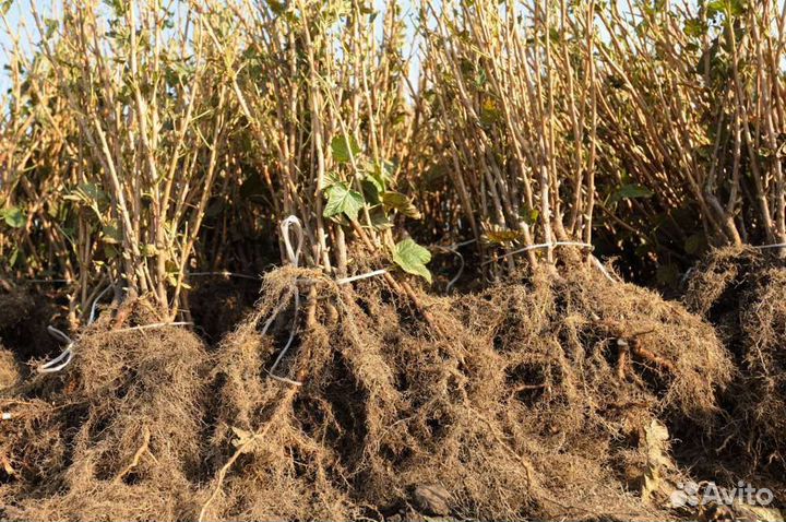 Саженцы черной смородины и красной