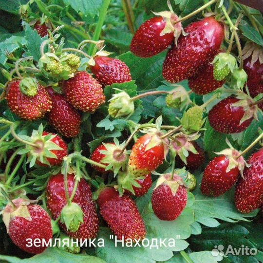 Рассада земляники Находка