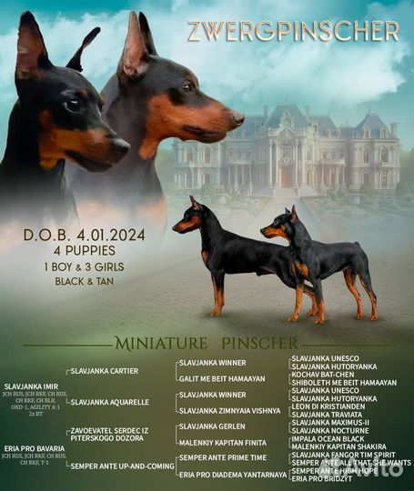 Цвергпинчер