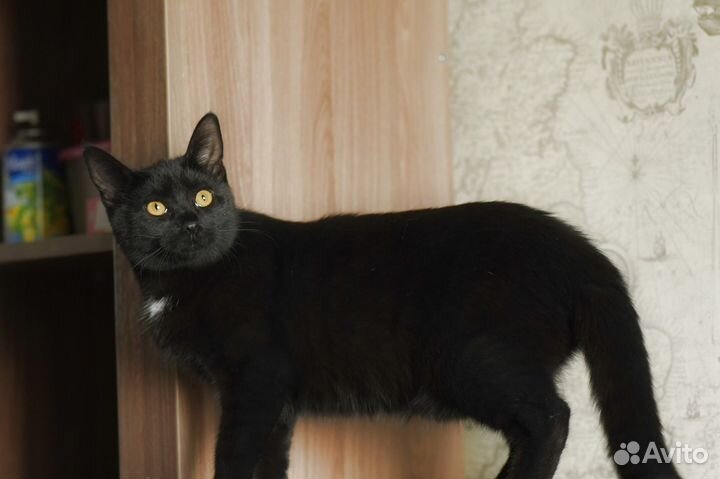 Котенок в добрые руки