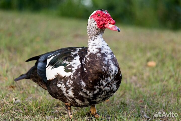 Продажа утят индоутки