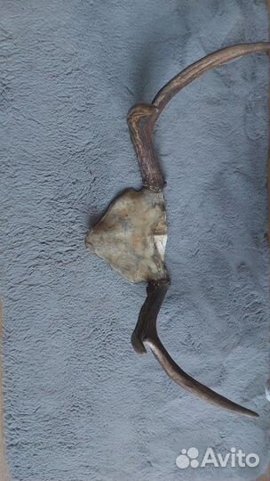 Продам рога лося