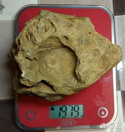 Камень древний с отпечатком ракушки