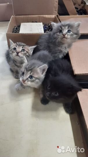 Котята в добрые руки