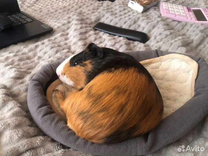 Морской свин ищет девочку для случки