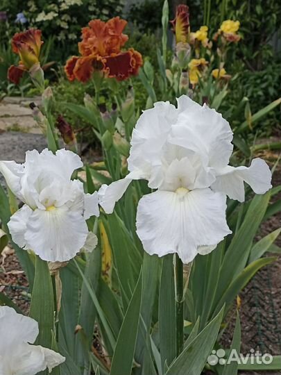 Ирисы сортовые обмен