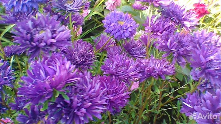 Цветы астра рассада