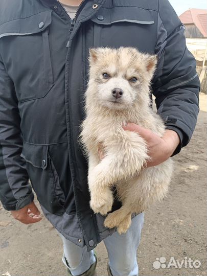 Щенки сибирской хаски