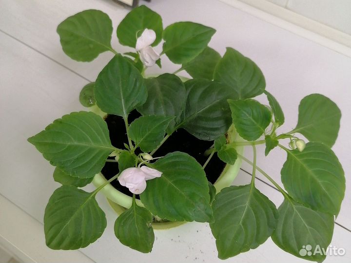 Комнатные цветы