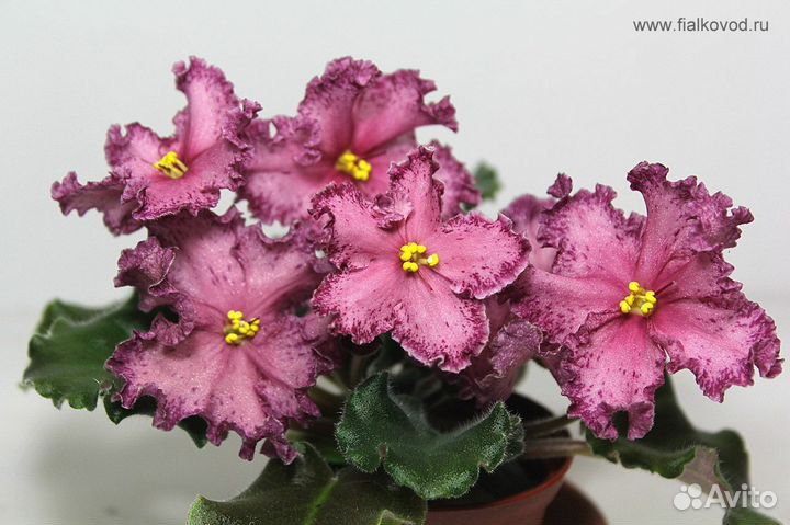 Детки сортовых фиалок