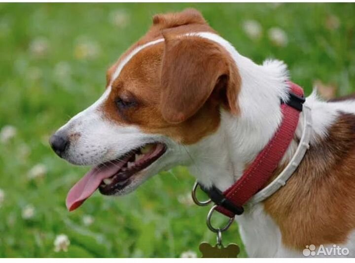 Уход за животными