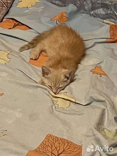 Рыжий котенок в добрые руки бесплатно