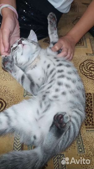 Котенок мальчик 3 мес