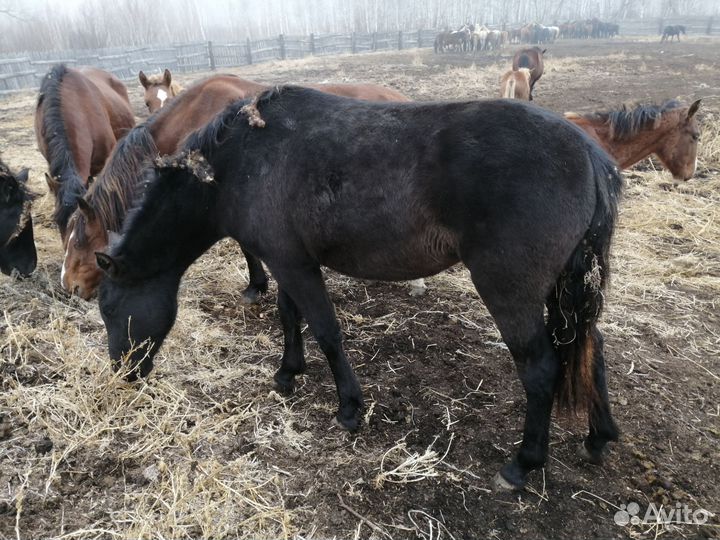 Продам лошадь