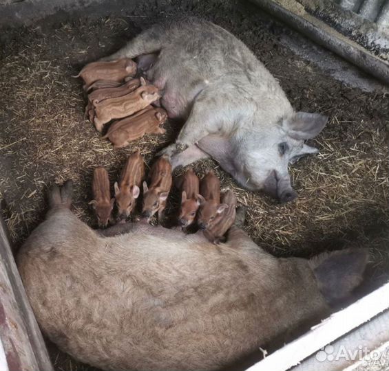 Венгерская мангалица