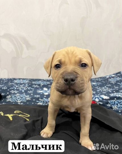 Щенки питбультерьера