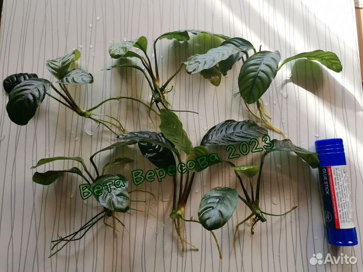 Аквариумное растение анубиас кофефолия и др