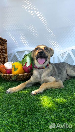 Рыжая малышка с характером и повадками волка, при