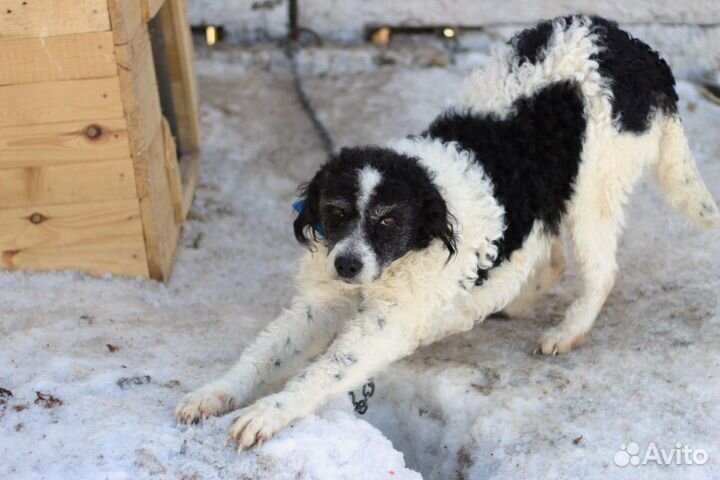 Собака в добрые руки