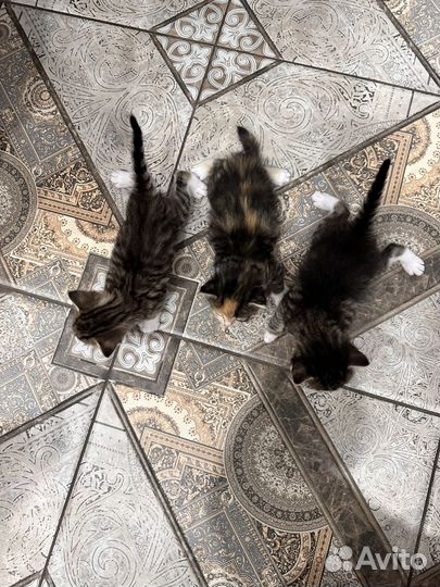 Котята