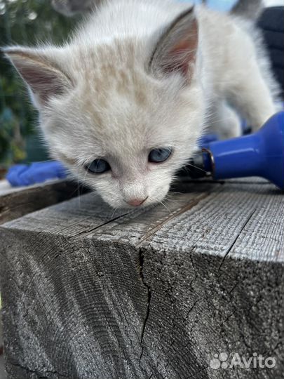 Котенок белый