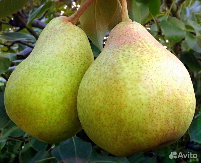 Саженцы груши с зкс
