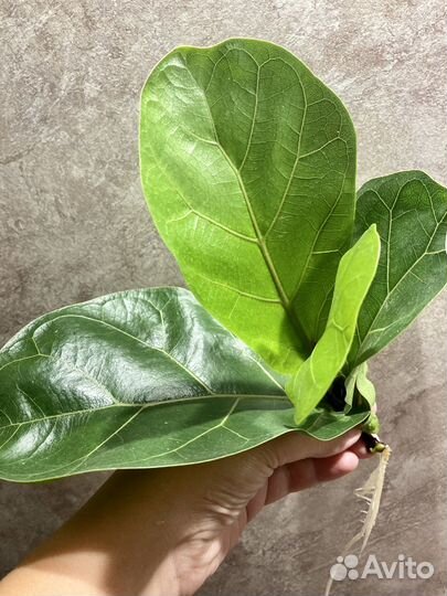 Фикус Лирата Колумнарис Бамбино Шривериана