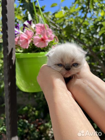 Вислоухие котята