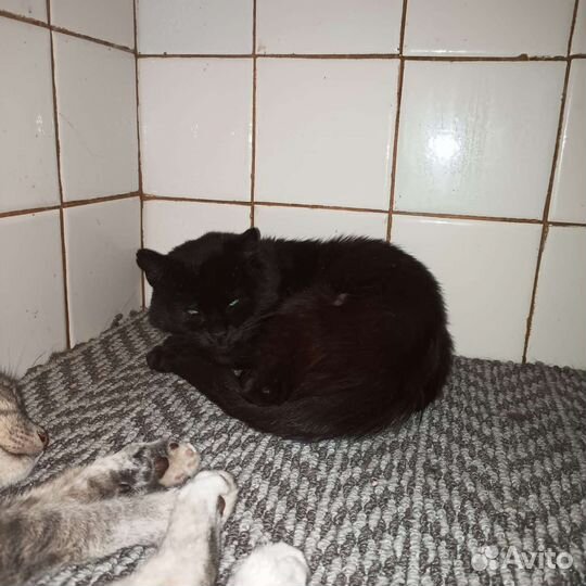 Котики бесплатно