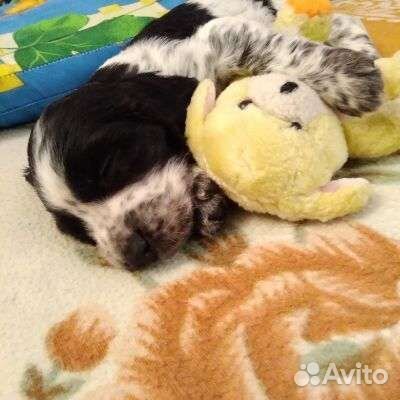 Русский охотничий спаниель щенки