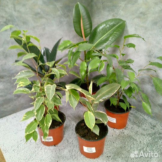 Комнатные цветы фикус. Фикус